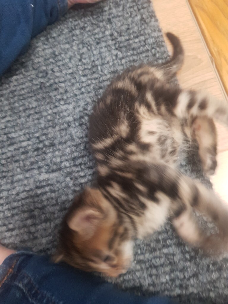 kittens for sale near me gumtree